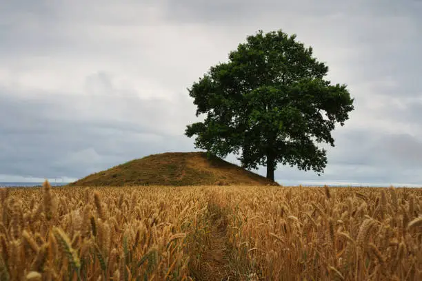 A single tree on hill surrounded by wheat field in Skane, Sweden.
