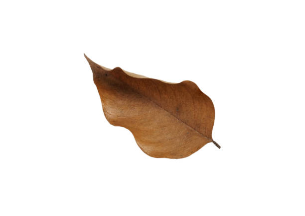 See more leaves image in my portfolio.