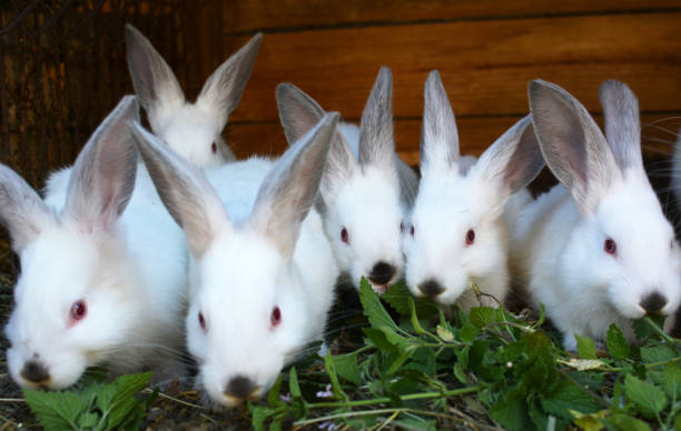 istock Californian breed rabbits 1410480411