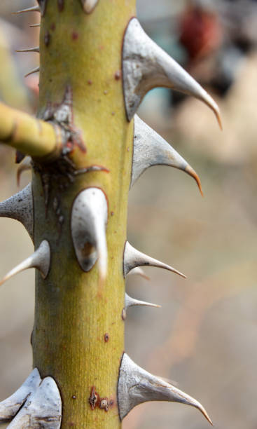 istock Sharp thorns on a branch of a bush and a tree 1410480429