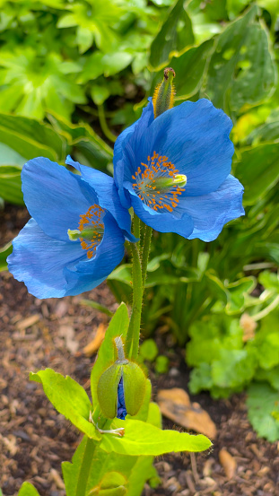 Stunning Himalayan Blue Poppy. Its a fact that true blue flowers are pretty rare in nature, but the Himalayan Blue poppy is a delightful exception.They brighten up a garden beautifully.They are not at all happy with strong sun, liking a slightly shady spot and sheltered from strong wind.They originate from mountainous regions, Himalaya /china areas with lots of moisture.They are a delightful addition to any garden, but you need to look after them....they flower in spring/early summer.
