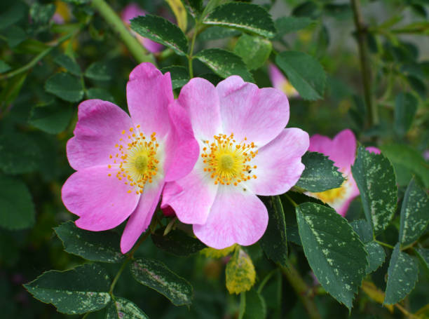 istock It blooms in nature dog rose 1410480471