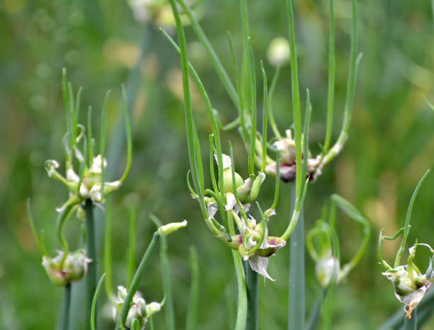 istock The garden grows multi-tiered onions 1410480527