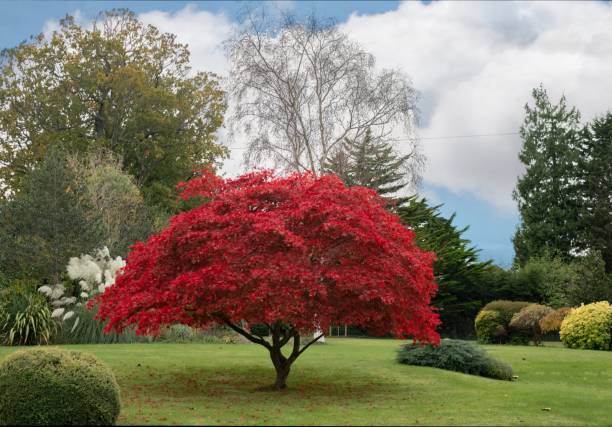 acero giapponese e paesaggio del giardino - japanese maple foto e immagini stock