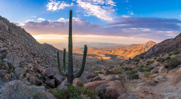 istock Sonoran Desert Saguaro Sunrise 1410485254