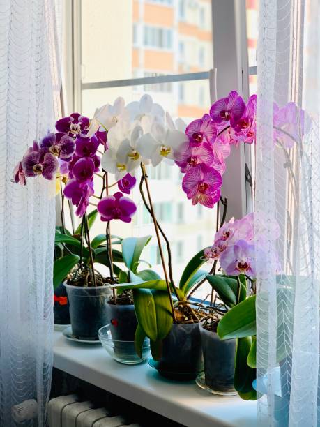 istock Orchid Pots On Window Sill At Home 1410485523