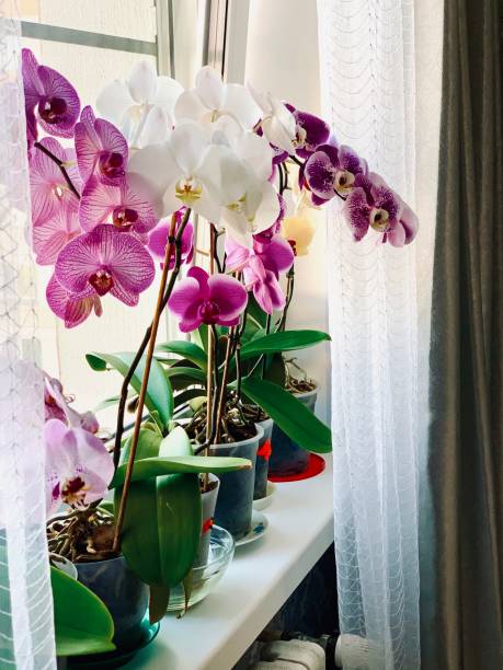 istock Moth orchids on windowsill - home decoration with live potted flowering plants 1410485588