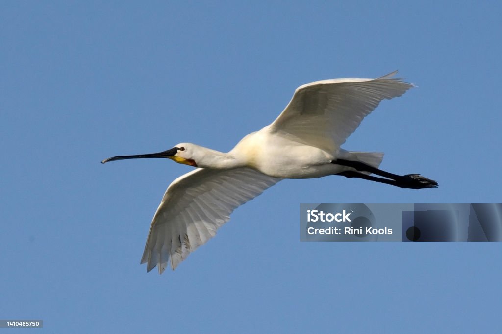 Eurasian spoonbill (Platalea leucorodia) in flight The Spoonbill is a distinctive, large white wading bird with a spatula for a bill. Adult has short crest, yellowish breast patch. Found in wetlands with shallow water (including tidal flats), where  it feeds by sweeping its bill side-to-side for crustaceans and small fish. Animal Stock Photo