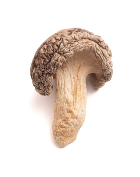 single whole dried shiitake mushrooms isolated on a white background - shiitake mushroom edible mushroom mushroom dry imagens e fotografias de stock