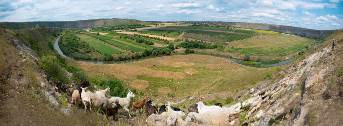 a sheep by the monestary of old Orhei (Orheiul Vechi), Moldova