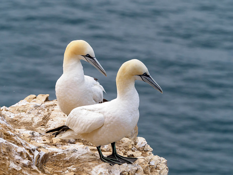 A pair of Gannets (Morus Bassanus) at the colony on Troup Head in Scotland.