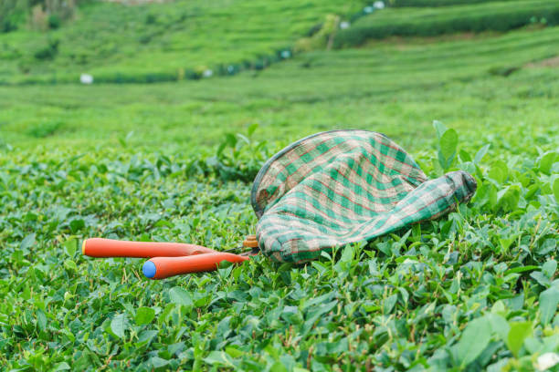 Tea plantation waiting to be harvested, Rize province in Turkey