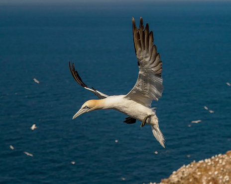 A Gannet (Morus Bassanus) in flight at the colony on Troup Head in Scotland.