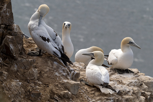 A group of Gannets (Morus Bassanus) at the colony on Troup Head in Scotland.