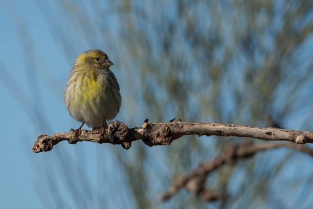 European serin, Serinus serinus. Photo taken in the municipality of Colmenar Viejo, province of Madrid, Spain