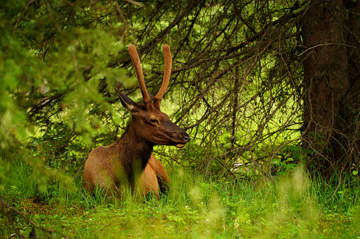 A young male elk is lying in the grass amongst trees, resting. The photograph is taken in Jasper National Park, Alberta, Canada.