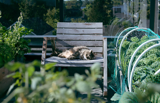 Cat enjoying the sunny day on the rooftop patio. 16 years old female tabby cat lying sideways on chair between defocused catnip plants and roof vegetable garden.