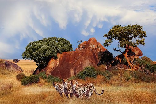 Three male Cheetahs (Acinonyx jubatus) around a dead tree. Moremi Game Reserve, Okavango Delta, Botswana.