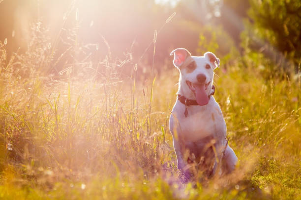 istock Jack Russell terrier in nature 1410491836