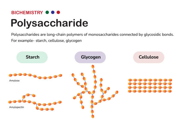 ilustrações, clipart, desenhos animados e ícones de diagrama de bioquímica apresenta estrutura de polissacarídeo como amido (amilolose e amilpetrutina), glicogênio e celulose, formado a partir de açúcar monossacarídeo - hidrato de carbono