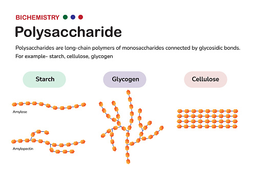 Biochemistry diagram present structure of polysaccharide such as starch (amylose and amylopectin), glycogen, and cellulose, formed from monosaccharide sugar