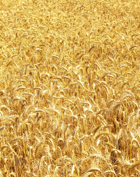istock Gold wheat field and blue sky. Crops field. Selective focus 1410493184