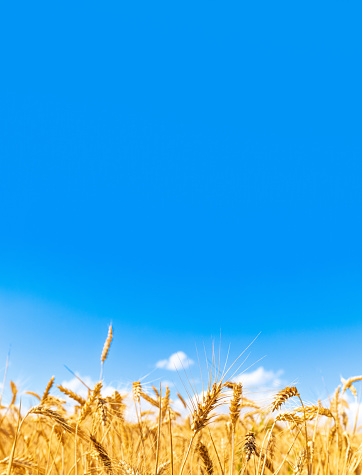 Gold wheat field and blue sky. Crops field. Selective focus.