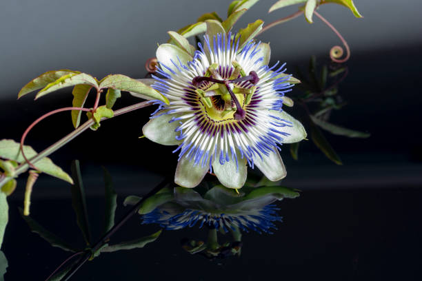 Passiflora. The Blue or Blue crown passionflower reflection on black background. stock photo