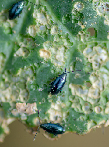 Escarabajo de la pulga de la col (Phyllotreta cruciferae) o escarabajo de la pulga de la crucífera. Hojas dañadas de repollo en el huerto. photo