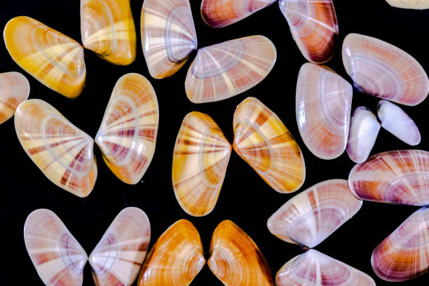 Coquina saltwater clam mollusc opened shells like butterflies. Very close-up view of a collection of Donax variabilis. Macro-photography in dark background of a variety of different colorful species collection clam stock pictures, royalty-free photos & images