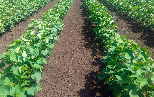 Cotton crop in rows
