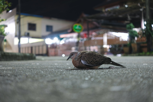 One spotted dove on the road at night. The native species from Europe, east across Asia to Thai