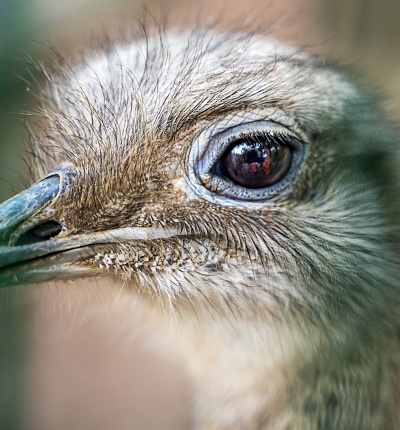 Close up zoom shot of ostrich eye with reflection of photographer with camera in it, wild life photography concept. also known as ratites that includes the emus, rheas, and kiwis