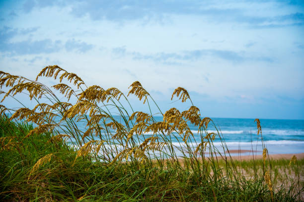 Sea Oats at the Beach
