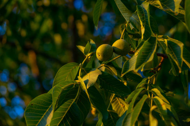 istock Young walnuts on the tree at sunset. Tree of walnuts. Green leaves background, sunset colours, healthy ingredient, vegetable food photography 1410497091