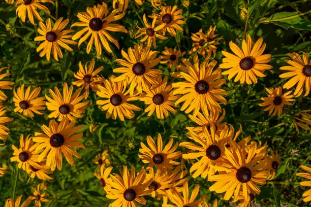 The bright yellow flowers of Rudbeckia fulgida (black-eyed-susan, coneflower) in the garden, countryside, nature background