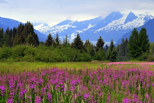 Field of Alaskan Fireweek with Mendenhall Lake and Glacier and Bullard Mountain