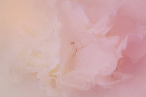 istock Close up of white hydrangea. White flower background. soft filter. 1410498175
