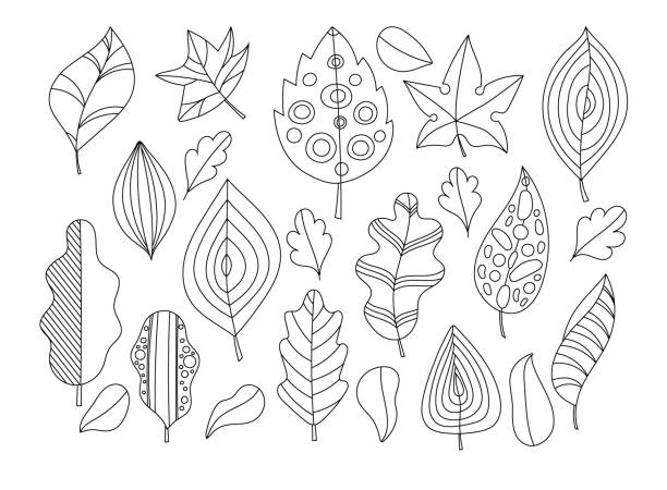 Vector doodle leaves set. Set of hand drawn black and white autumn falling leaves. coloring page for kids and adults Vector doodle leaves set. Set of hand drawn black and white autumn falling leaves. coloring page for kids and adults autumn coloring pages stock illustrations