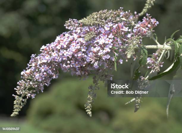 Buddleja Salviifolia Wild Sagewood Stock Photo - Download Image Now - Botany, Close-up, Color Image