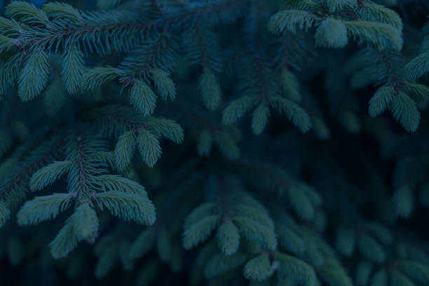 istock Christmas wallpaper concept. Pine tree branches. Toned photo 1410503794