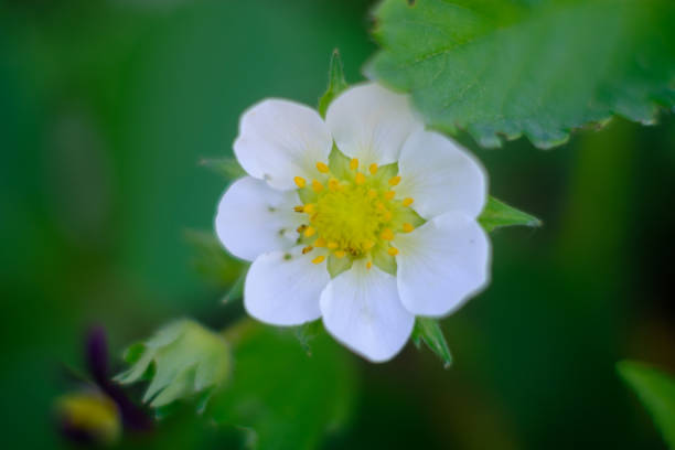 strawberry flower macro top view