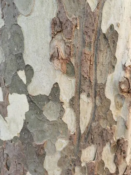 Bark of a sycamore tree