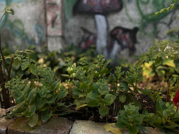 istock Beautiful plants in the backyard 1410507787