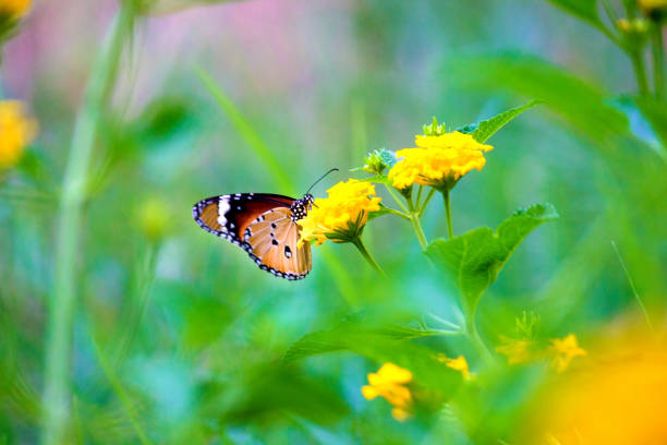 The Plain Tiger butterfly resting on the flower plant during Springtime in the garden