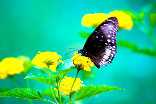 istock The Common Crow Butterfly Sitting on the Flower Plant and Drinking Nectar 1410510678