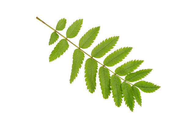 istock Green acacia leaf close-up isolated on white background 1410510825
