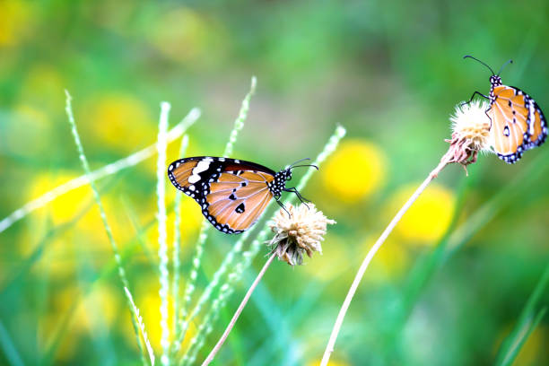Talicada nyseus butterfly closeup