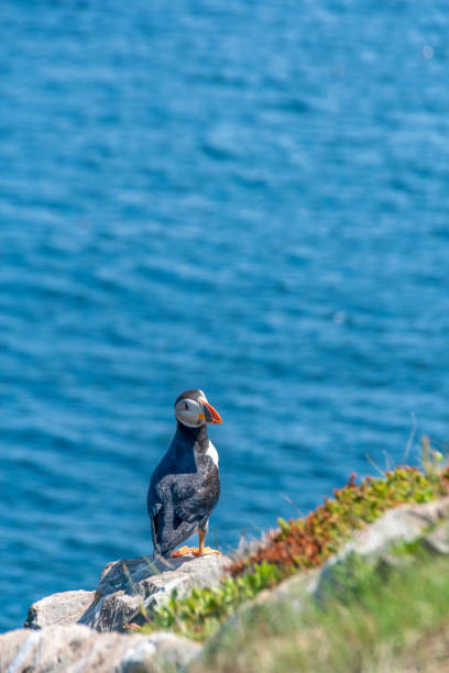 istock Puffin at Cape Bonavista, Newfoundland 5 1410510922