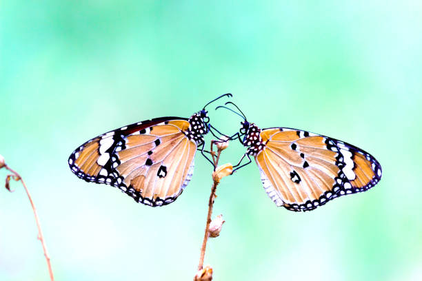 istock Danaus chrysippus, also known as the plain tiger, African queen, or African monarch, Danainae, resting on the flower plant 1410510931